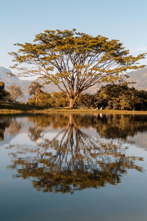 Tree Reflection in Water in Nature Reflection Reference Photo, How To Draw Water Reflections, Reflection Water Photography, Landscape Distortion, Tree Reference Photography, Glass Reflection Photography, Tree Reflections In Water, Reflection Photography Ideas, Water Reflection Art