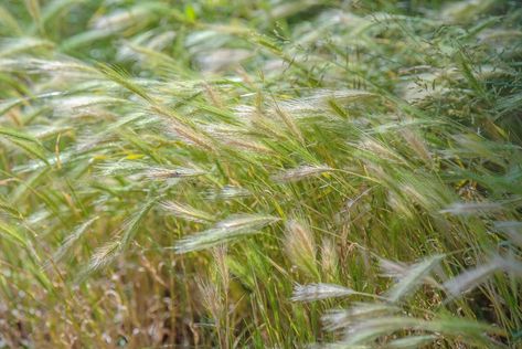 Rye Plant, Deer Proof Plants, Mexican Feather Grass, Grass Species, Growing Grass, Ornamental Grass, Prairie Garden, Fountain Grass, Short Plants