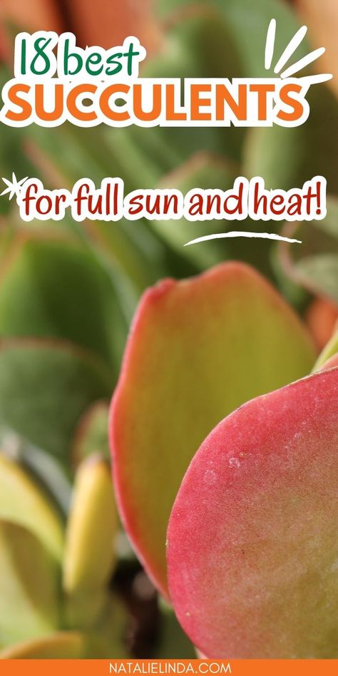 Red and green succulent. Text reads "18 Best Succulents for Full Sun and Heat". High Sunlight Plants Outdoor, Succulent Landscape Design Backyards, Planting Succulents Outdoors In Ground, High Sun Plants Outdoor, Direct Sun Plants Outdoor, Direct Sunlight Plants Outdoor, Cactus Garden Outdoor, Succulent Front Yard, Full Sun Succulents