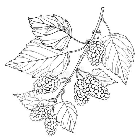 Tree Branch Tattoo, Mulberry Fruit, Branch Drawing, Branch Tattoo, Mulberry Leaf, Tree Sketches, Mulberry Tree, Background Drawing, Leaf Drawing