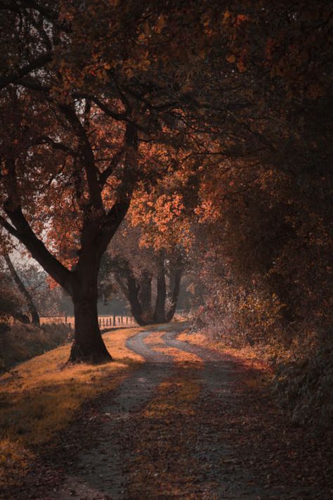 Vertical Landscape, Dirt Road, Autumn Beauty, Autumn Aesthetic, Samhain, Nature Aesthetic, In The Fall, In The Middle, Mother Nature