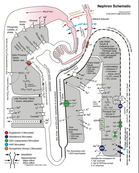 Learning Biology, Animal Physiology, Renal Physiology, Studying Medicine, Student Info, Medicine Notes, Medical School Life, Basic Anatomy And Physiology, Medical Student Study