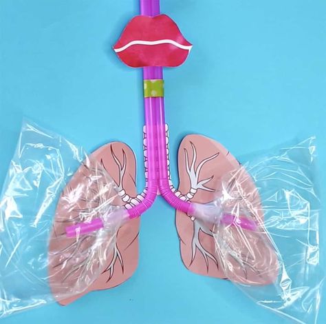 Human Body Projects, Lung Anatomy, Body Preschool, Human Body Science, Human Body Activities, Human Body Unit, Kid Science, Kid Experiments, Science Projects For Kids