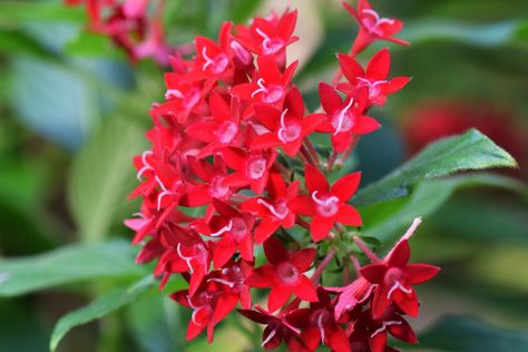 Pentas Plant Care Tips: How to Grow Pentas Plants Pentas Plant, Pentas Flower, Heat Tolerant Plants, Arizona Garden, Propagate Plants, Arizona Gardening, Attract Hummingbirds, Plant Care Tips, Backyard Gardening