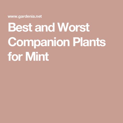 Best and Worst Companion Plants for Mint Corsican Mint, Insect Repellent Plants, Best Companion Plants, Flagstone Pathway, Flea Beetles, Mosquito Repelling Plants, Companion Plants, Attracting Beneficial Insects, Soil Improvement