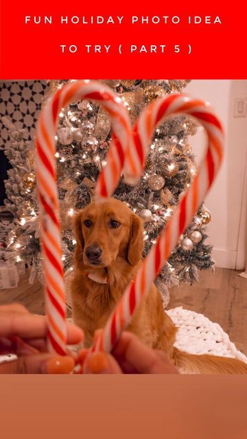 Lola | Golden Retriever on Instagram: "SAVE and share this easy holiday photo idea for you to try ♥️ all you need is 2 candy canes and a patient subject 🤗✨ how do you think Lola did? #photoideas #holidayphotoshoot #christmasphotoshoot #dogphotography #phototips ( dog Christmas photos, dog holiday photos , photo ideas, photo ideas )" Dog Candy Cane Photo, Dog Holiday Photos, Holiday Dog Photos, Crafts For A Rainy Day, Diy Christmas Photo, Dog Christmas Photos, Dog Christmas Pictures, Holiday Photoshoot, Pet Photos