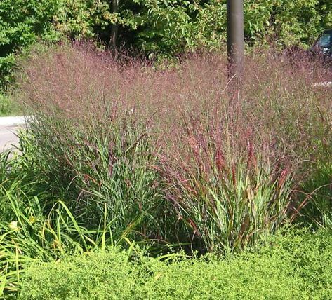 Shenandoah Switchgrass Boxwood Landscaping, Panicum Virgatum, Rock Pathway, Mailbox Landscaping, Front Yard Plants, Benefits Of Gardening, Gardening Zones, Gardening Plants, Low Maintenance Landscaping