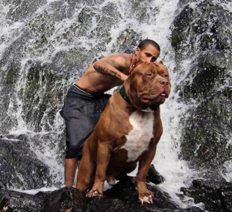 Hulk Pitbull, Hulk The Pitbull, House Keeping, Pet Breeds, Scientific Name, Bully Breeds, The Pit, Pitbull Dog, The United Kingdom