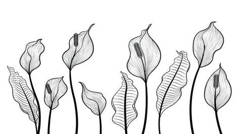 Peace Lily Drawing, Peace Lily Tattoo, Peace Lilies, Wife Tattoo, Lilies Drawing, Lily Tattoo, Peace Lily, Hand Drawn Vector, Zentangle Art