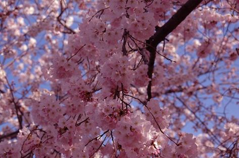 Kwanzan Cherry Tree, Cherry Blossom Centerpiece, Japanese Cherry Tree, Flowering Cherry Tree, Cherry Flower, Cherry Trees, Tree Seeds, Garden Guide, Tree Care