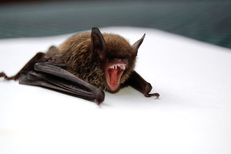 A bat roaring on white background. Original public domain image from Wikimedia Commons | free image by rawpixel.com Getting Rid Of Bats, Bat Species, Writing Prompts Funny, Expensive Art, Picture Writing Prompts, Cute Bat, Vampire Bat, Pest Control Services, Black Bat