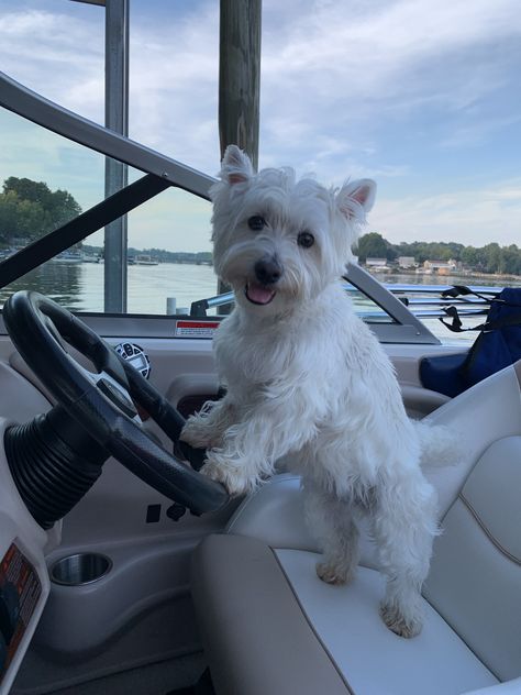 Western Terrier, West Terrier, Westie Puppies, Cutest Dog Ever, Border Collie Puppies, Westie Dogs, White Terrier, West Highland Terrier, West Highland White Terrier