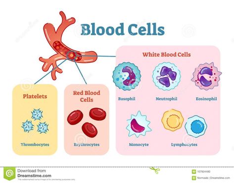 Types Of Blood Cells, Medical Terminology Study, Cell Diagram, Cells Project, Basic Anatomy And Physiology, Ob Nursing, Nursing Schools, Pharmacology Nursing, Medical Laboratory Science