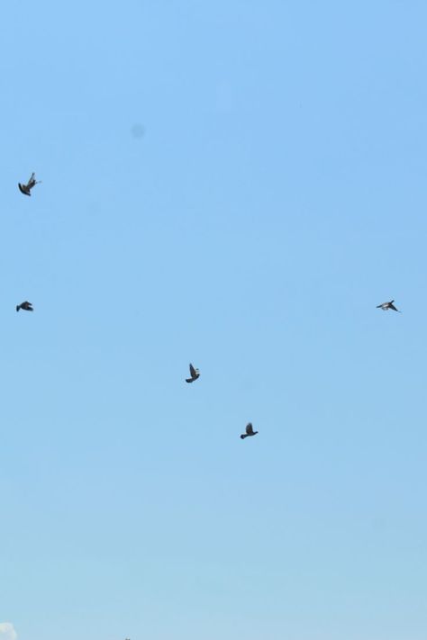 French flying pigeons on a clear blue summer sky - #sky #birds #fly #bluesky #calm Flying Pigeon, Flying Birds, Clear Blue Sky, Summer Sky, Clear Sky, Birds Flying, Pigeon, Blue Sky, Birds