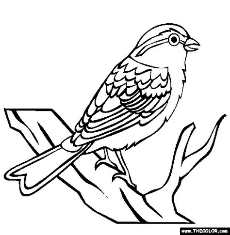 Chipping Sparrow Coloring Page | Free Chipping Sparrow Online Coloring Birds Coloring Pages, Sparrow Drawing, Birds Printable, Embroidery Hoop Wall Art, Bird Coloring Pages, Pokemon Coloring Pages, Pokemon Coloring, Online Coloring Pages, Bird Tree