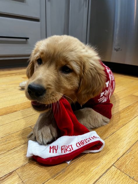 Golden retriever puppy, santa hat, dog outfit, Christmas puppy Puppys First Christmas, Puppy Christmas Outfits, Golden Retriever Puppy Christmas, Puppy Christmas, Christmas Puppy, Golden Retriever Puppy, Retriever Puppy, Little Outfits, Puppy Pictures