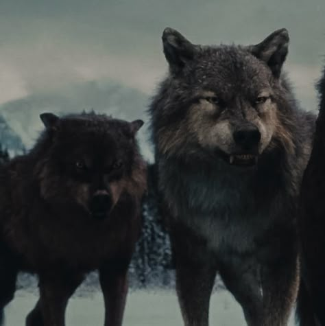 Alpha Werewolf Aesthetic, Twilight Wolf Aesthetic, Twilight Wolves Aesthetic, Quileute Aesthetic, Vampire And Werewolf Aesthetic, Male Face Claims Aesthetic, Jared Twilight, Twilight Wolf Pack Aesthetic, Paul Lahote Wolf