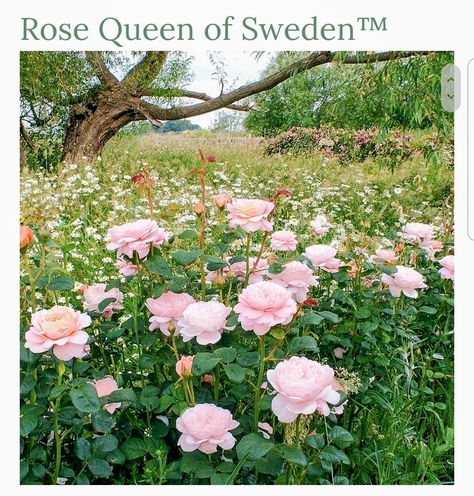 Purple Climbing Roses, Eden Rose, Queen Of Sweden, White Flower Farm, Sun Loving Plants, Rose Queen, Rose Varieties, Architecture Art Design, Shrub Roses