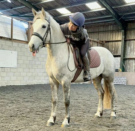 Light grey Connemara mare Connemara Horse, Pony Aesthetic, Autumn Horse, Connemara Pony, Mare Horse, Horse Reference, Horse Art Drawing, Welsh Pony, Horse Coats