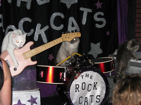 Tuna & the Rock Cats Rockstar Cat, Rock Cat, Cat Music, Silly Cats Pictures, Sugar Glider, Silly Animals, Cat Person, Silly Cats, Robins