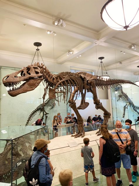 Dino Museum, Dinosaur Exhibition, Dinosaur Museum, American Museum Of Natural History, Dinosaur Skeleton, Museum Of Natural History, Dinosaur Fossils, Prehistoric Animals, City Trip