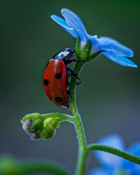 Ladybug Reference, Ladybug Photography, Moth Art, Cool Bugs, A Bug's Life, Beautiful Bugs, Cute Wallpaper, Insect Art, Airbrush Art