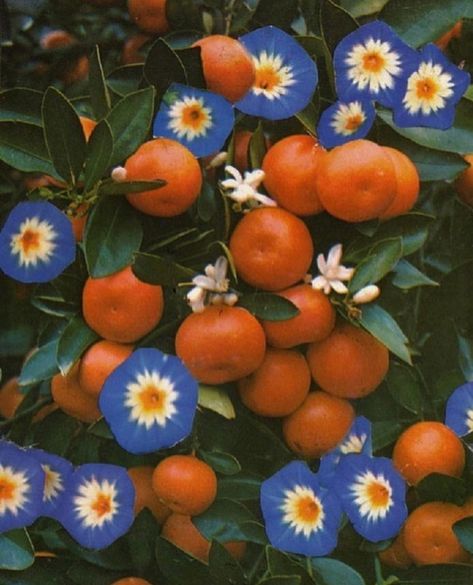 Nickey • Kehoe on Instagram: “Orange blossoms & blooms for Sunday 🌼⁠ ⁠ Image via @caroncallahan” Fruit Photography, Orange You Glad, Orange Aesthetic, Orange Tree, Fashion Collage, Aesthetic Collage, Summer Fruit, Color Stories, Orange Blossom