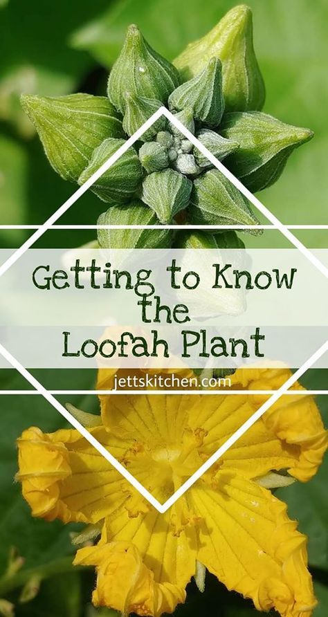 Grow Loofah, Grow Luffa, Plant Anatomy, Medicinal Garden, Growing Vines, Loofah Sponge, Plant Problems, Edible Landscaping, Veg Garden