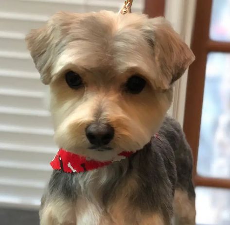 20 Best Morkie Haircuts for Dog Lovers - The Paws Morkie Haircut, Morkie Haircuts, Small Cute Puppies, Maltese Yorkie Mix, Yorkie Cuts, Teddy Bear Sewing Pattern, Dog Haircuts, Grooming Style, Dog Cuts