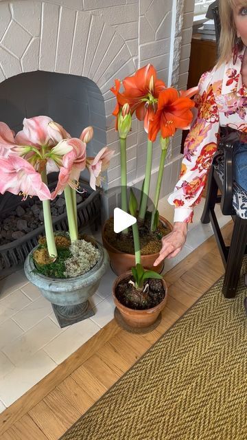 Linda Vater on Instagram: "Let’s talk - don’t throw out your amaryllis bulbs just because the holiday season is over. Cut them down, dry them out and see if they’ll bloom again for your outdoor garden display … Watch the full video on YouTube 🌱" Garden Display, Amaryllis Bulbs, Outdoor Garden, Just Because, Youtube Videos, The Holiday, Holiday Season, Let It Be, Plants