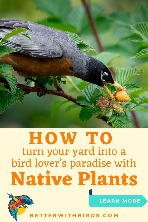 Transform your backyard into a bird lover’s paradise by using native plants! Our Better With Birds guide shows you how to attract birds by planting what they need. Whether you're aiming to support local birdwatching or just want more feathered visitors, native plants are the way to go. Start making your yard a bird-friendly haven today and get closer to nature in your own backyard! Bird Paradise, Bird Facts, Bird Identification, Native Plant Gardening, Different Birds, How To Attract Birds, Bird Seed, Dream Backyard, Bird Lover