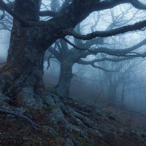 The wilderness calls me like the wild goddess within to lose myself and find myself again. . . . . . . . . #witchesofinstagram #witch #witchy #witchyvibes #witchythings #paranormal #occult #occultism #magickal #spells #witchesofinsta #magical #jianawessel #jianawesselmusic Dark Naturalism, Forest Adventure, Foggy Forest, Mystical Forest, Samhain, Dark Forest, Nature Aesthetic, Enchanted Forest, Pretty Places