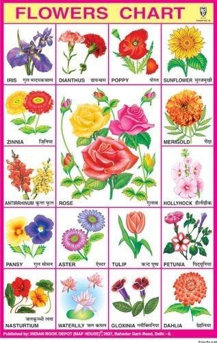 Transport Name,Fruits Name, Flowers Name,Shapes Pictures, Animals Name, Vegetables, Flowers Name, In Indian Flower Names, Over The Garden Wall Pumpkin, Flowers Name In Hindi, Flowers Chart, Fruits Name, Flowers Name List, Plants Kindergarten, Vegetable Chart, Chart School