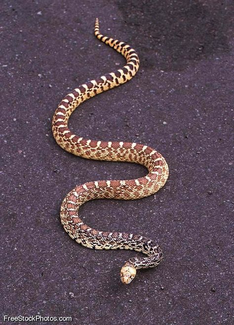 Bull Snake, Spiders And Snakes, Types Of Snake, Book English, Rainforest Animals, Corn Snake, Snake Charmer, Snake Venom, Reptile Snakes