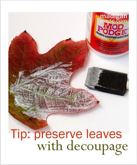 I actually get asked this question quite a bit – how can you preserve fall leaves? Can it be done with Mod Podge? And the answer to the question is yes! But I have to be honest. I completely forgot why leaves change color in the first place! And please don’t laugh at me .... Read More » Horticulture Crafts, Preserve Fall Leaves, How To Preserve Leaves, Preserve Leaves, Bluebird Cottage, Pumpkin Varieties, Leave Art, Thanksgiving Time, Mod Podge Crafts