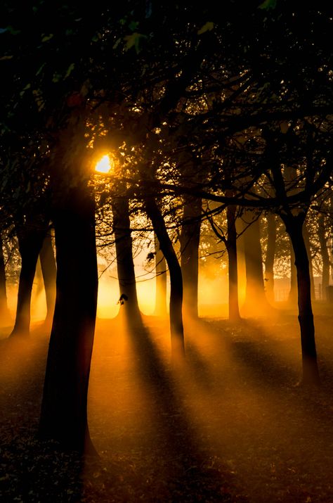 Misty November Dawn Good Morning Beautiful Pictures, Astral Projection, Amazing Sunsets, Autumn Beauty, Beautiful Nature Pictures, Pastel Painting, Beautiful Photography, Nature Pictures, Nature Beauty