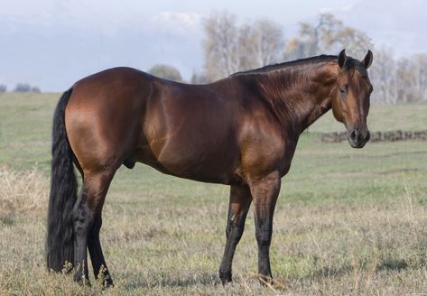 Purebred bay Quarter Horse stallion stands in Longmont, CO Bay Quarter Horse Mare, Aqha Stallion, Quarter Horse Stallion, Aqha Horses, Barrel Racing Horses, Bay Horse, Quarter Horses, American Quarter Horse, Horse Aesthetic