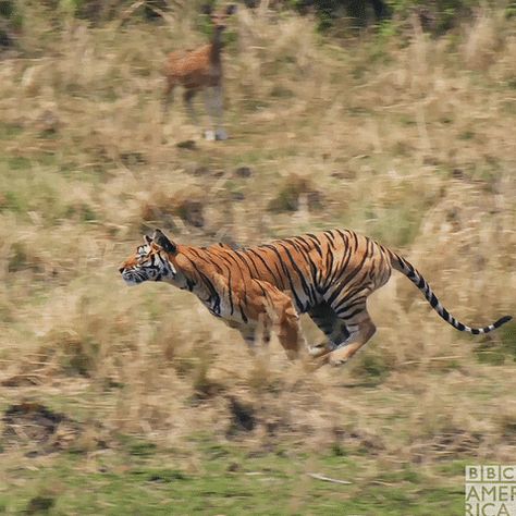 Tiger Run Cycle, Tiger Animation Gif, Animal Running Gif, Tiger Running Video, Tiger Gif, Running Tiger, Running Animals, Tiger Running, Animals Running