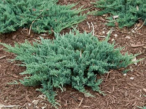 Blue Chip juniper Juniper Bush Landscaping, Blue Chip Juniper, Ditch Landscaping, Condo Garden, Xeriscape Ideas, Juniper Bush, Blue Juniper, Low Maintenance Landscaping Front Yard, Backyard Flowers Beds