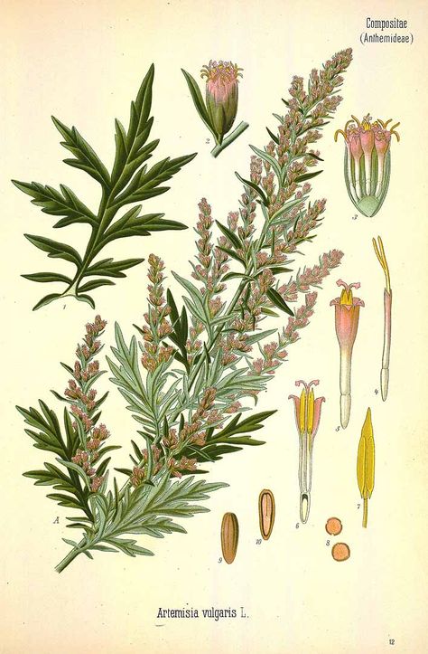 31474 Artemisia vulgaris L. / Köhler, F.E., Medizinal Pflanzen, vol. 3: t. 12… Free Botanical Prints, Mugwort Herb, Artemisia Vulgaris, Magical Herbs, Herbal Apothecary, Healing Plants, Wild Plants, Healing Herbs, Planting Herbs