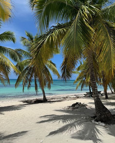 El paraíso dominicano se llama Isla Saona 🏝️ #islasaona #viajar #republicadominicana #puntacana #bayahibe #manojuan #excursionpuntacana #excursionesrepublicadominicana Punta Cana, Llama