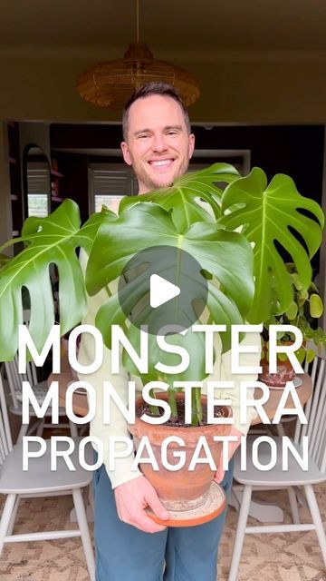 David Atherton on Instagram: "You need to try this….  Monstera propagation is so so easy. Why have one monstera when you can have two?  #monstera #propagation #propagationstation #newhome #home #plantgang #plantgoals" Monstera Deliciosa Propagation, How To Propagate Monstera, Propagating Monstera Deliciosa, Monstera Propagation Water, Propagating Monstera In Water, Propergate Monstera, Propagating Monstera, Monstera Propagation, Propagate Monstera