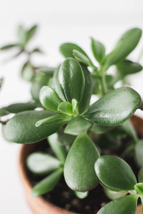 Jade Plant Aesthetic, Jade Aesthetic, Friendship Tree, Jade Plant Care, Common House Plants, Jade Tree, Colorful Inspiration, Lucky Plant, Jade Plant