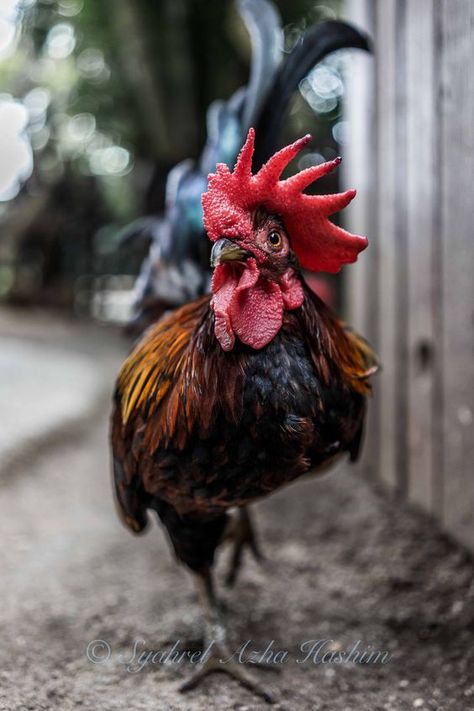 Best Egg Laying Chickens, Egg Laying Chickens, Chicken Pictures, Farm Photography, Chickens And Roosters, Pet Photography, Animal Wallpaper, Animal Photo, Farm Life