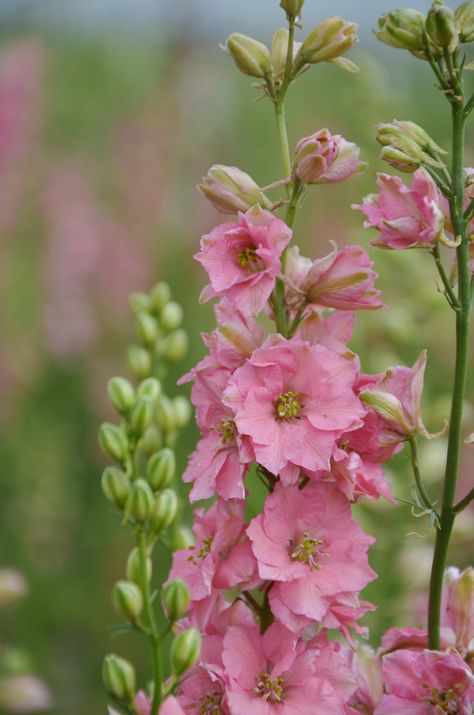 Pink Wildflowers, Pink Delphinium Flower, Pink Statice Flower, Pink Wildflowers Aesthetic, Light Purple Delphinium, Herb Bouquet, Tolu, Flower Landscape, Pretty Plants