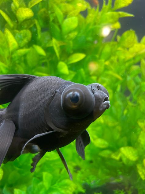 Fish
Aquarium
Black
Eye
Pretty
Majestic Alien Inspiration, Big Eyed Fish, Marine Creatures, Undersea World, Big Brown Eyes, Pet Fish, Big Eyes, Goldfish, Fish Pet