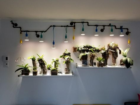 Review/Results using IKEA VÄXER LED plant grow bulb PAR30 E26 - Orchid Board - Most Complete Orchid Forum on the web ! Diy Luminaire, Indoor Grow Lights, Growing Bulbs, Grow Light Bulbs, Grow Lights For Plants, Growing Plants Indoors, Plant Decor Indoor, House Plants Decor, Plant Lighting