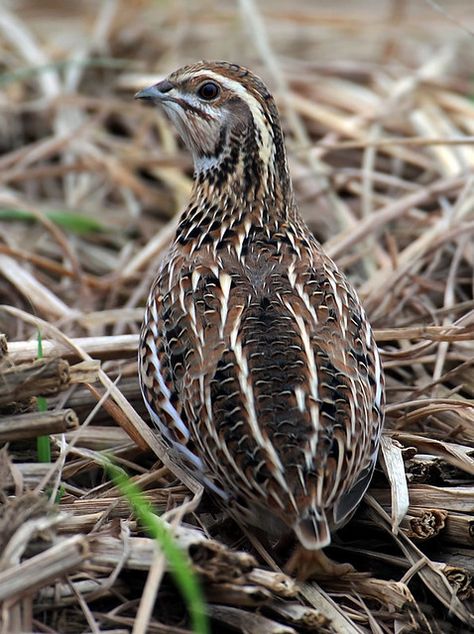 Quails Cage, Japanese Quail, Gamebirds, Raising Quail, Wildlife Pictures, Chicken Garden, Different Birds, Bird Hunting, Backyard Chicken Coops