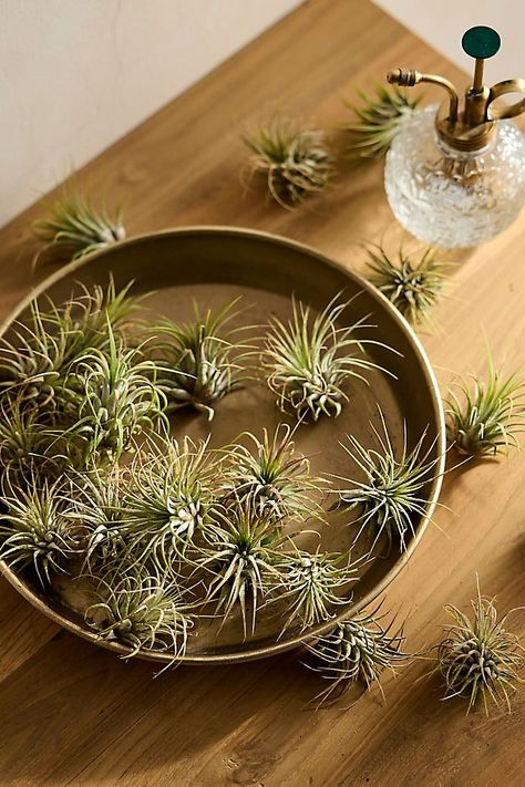 Assorted Air Plants, Pack of 25 Tillandsia Ionantha, Air Plant Terrarium, Potted Houseplants, Types Of Plants, Air Plants, Central America, Fresh Flowers, Terrarium, Indoor Plants