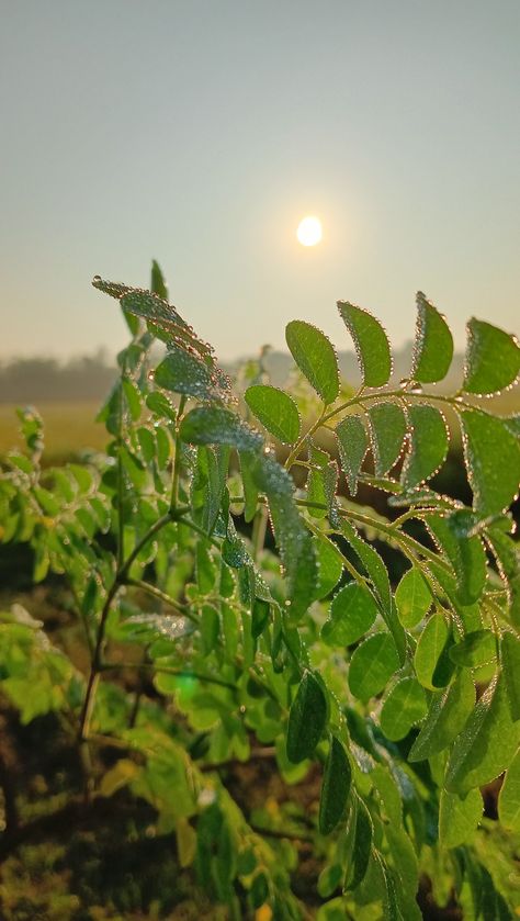 Fog, morning, winter, photography, nature, nature photography ideas Winter Morning Photography, Nature Photography Ideas, Winter Photography Nature, Morning Winter, Morning Photography, Morning Fog, M Letter, Winter Morning, Winter Photography